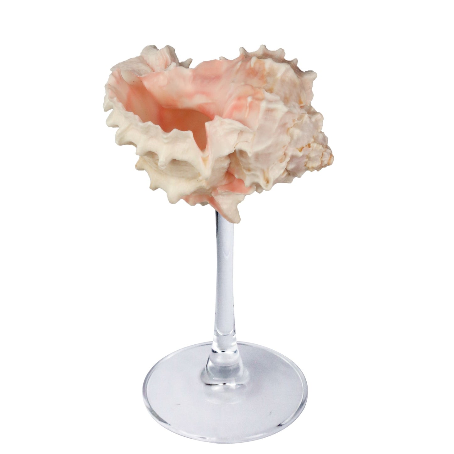 Creative Gifts Natural conch cup Conch glass Suitable for wedding bridesmaids gift Valentine's Day souvenir gift