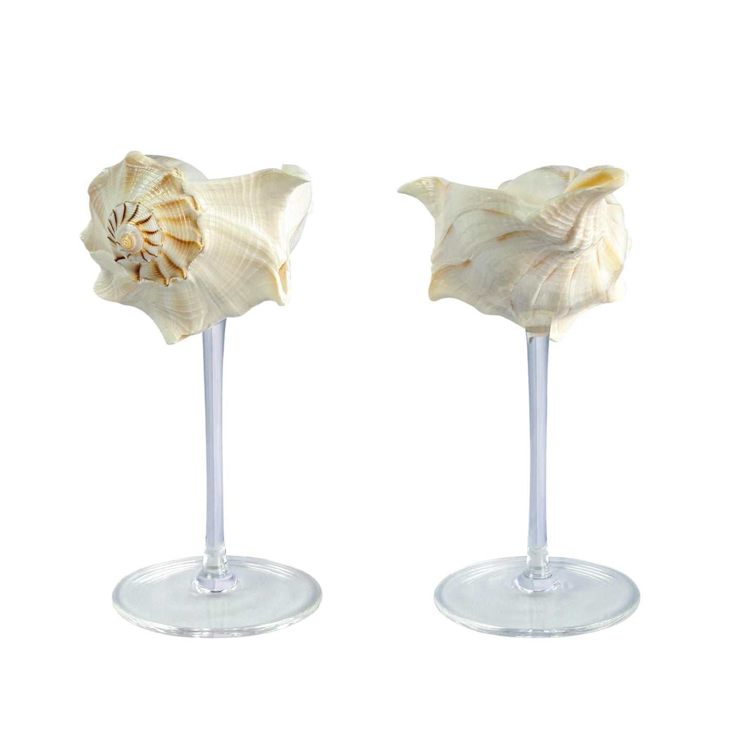 Creative Gifts Natural conch cup Conch glass Suitable for wedding bridesmaids gift Valentine's Day souvenir gift