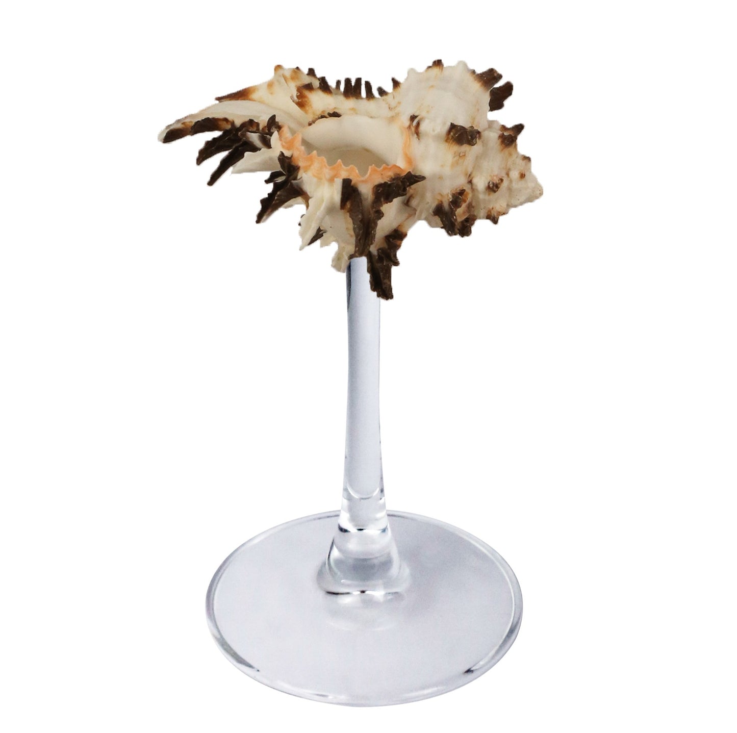 Creative Gifts Natural conch cup Conch glass Suitable for wedding bridesmaids gift Valentine's Day souvenir gift