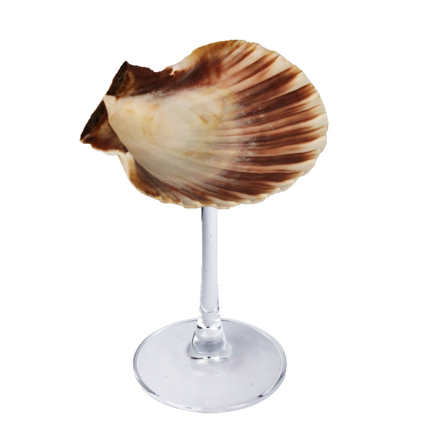 Creative Gifts Natural conch cup Conch glass Suitable for wedding bridesmaids gift Valentine's Day souvenir gift