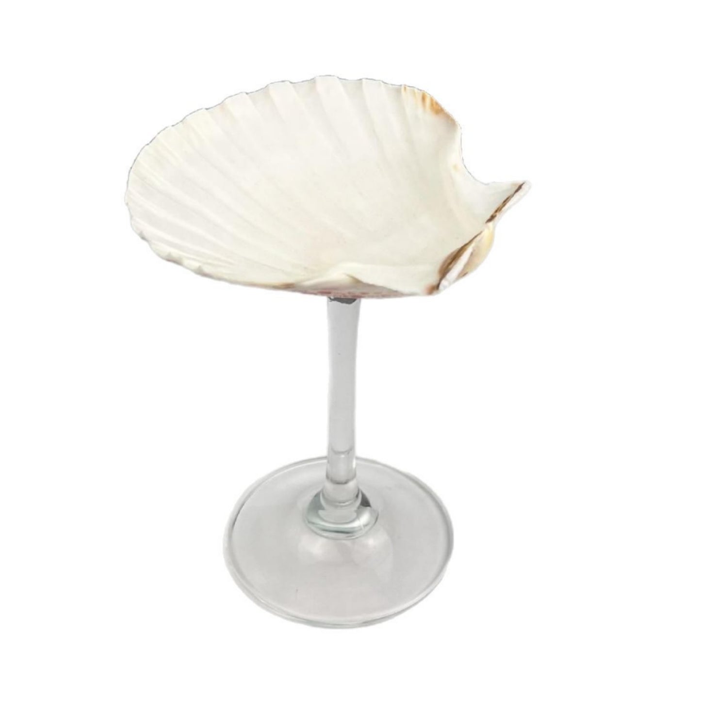 Creative Gifts Natural conch cup Conch glass Suitable for wedding bridesmaids gift Valentine's Day souvenir gift