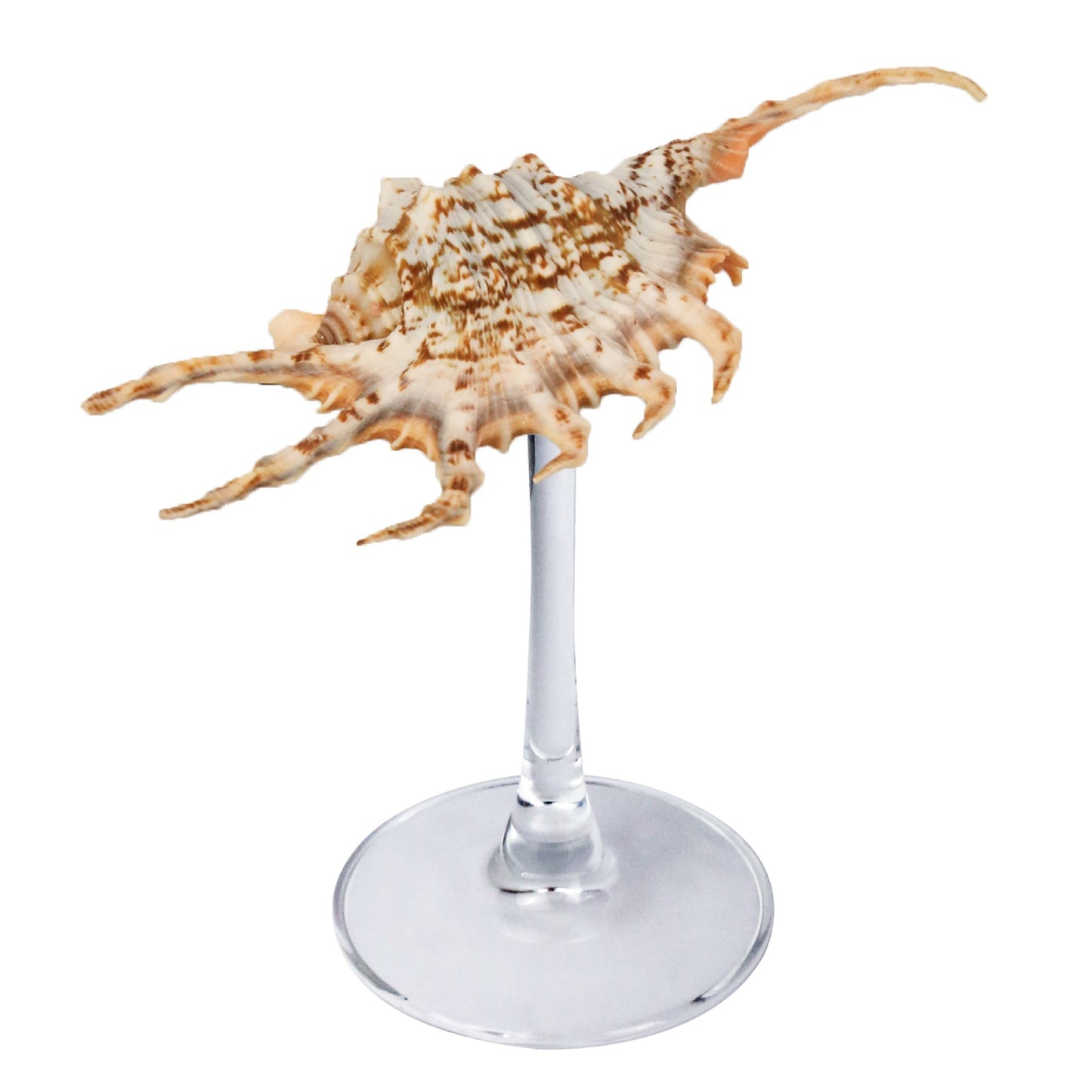 Creative Gifts Natural conch cup Conch glass Suitable for wedding bridesmaids gift Valentine's Day souvenir gift